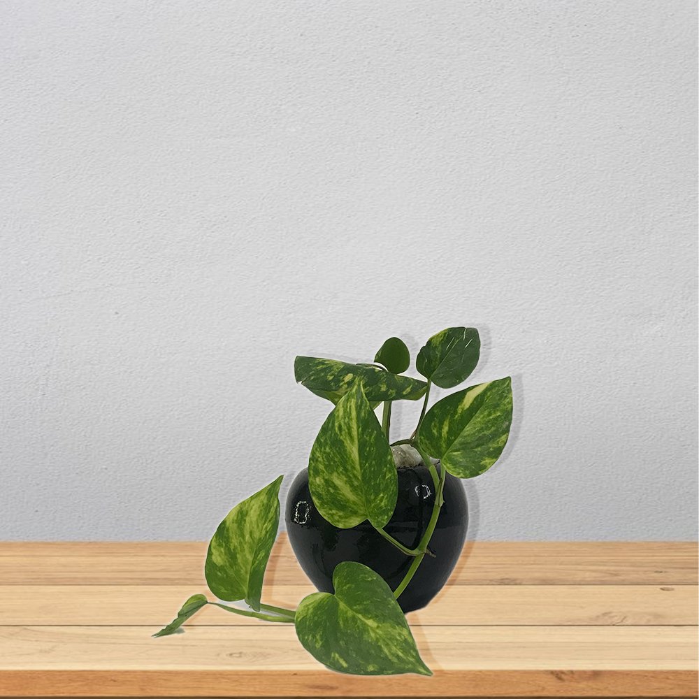 Money Plant (Round Pot)