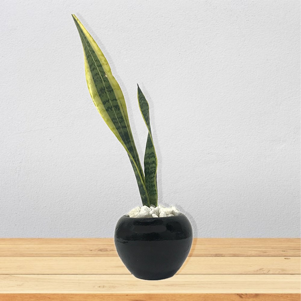 Snake Plant (Round Pot)