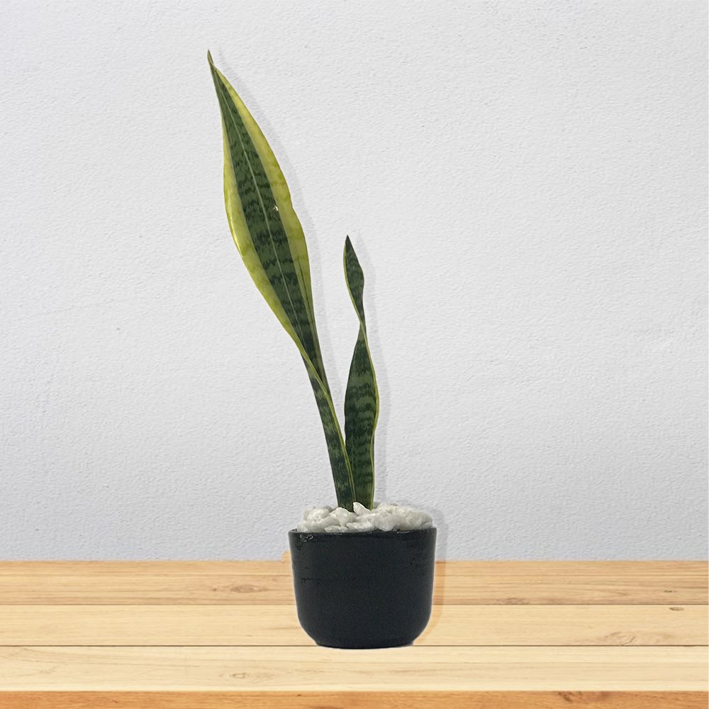 Snake plant (Cup Pot)